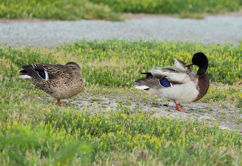 Mallard