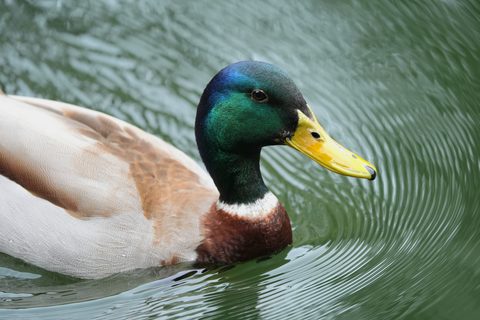 Mallard