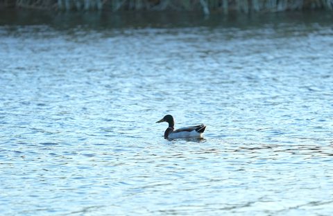 Mallard