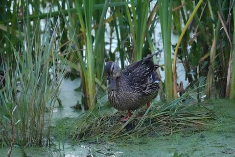 Mallard