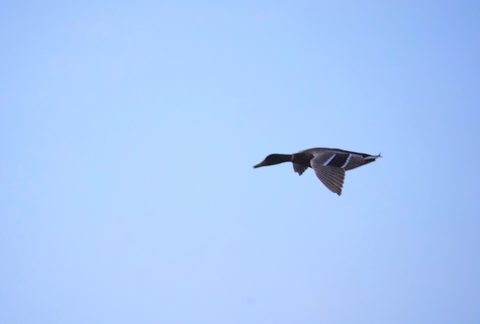 Mallard