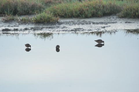 Marbled Godwit