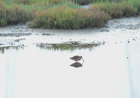 Marbled Godwit