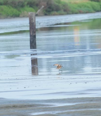 Marbled Godwit