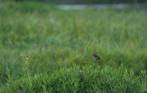 Marsh Wren