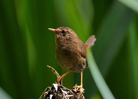 Marsh Wren