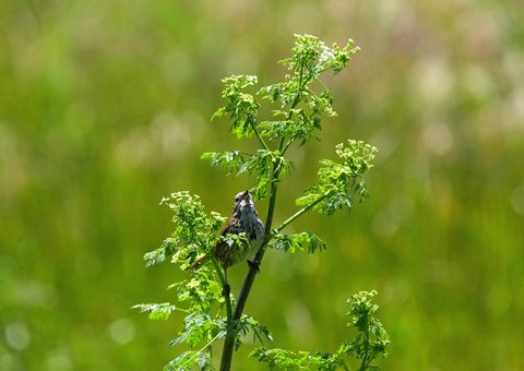 Marsh Wren