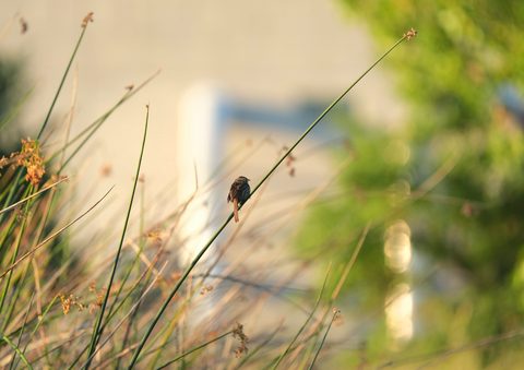 Marsh Wren