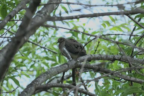 Mourning Dove