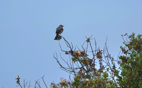 Northern Mockingbird
