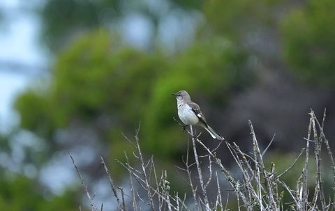 Northern Mockingbird