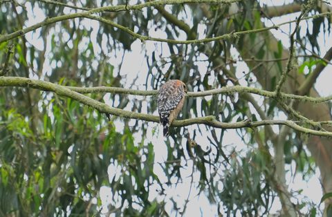 Red-shouldered Hawk