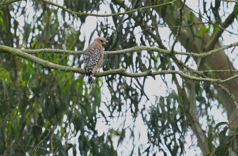 Red-shouldered Hawk