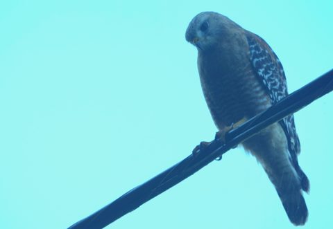 Red-shouldered Hawk