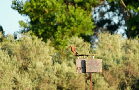 Red-shouldered Hawk