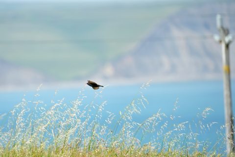 Red-winged Blackbird