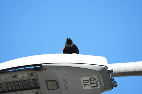 Red-winged Blackbird