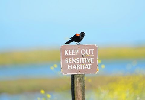 Red-winged Blackbird