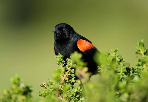 Red-winged Blackbird