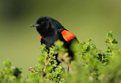 Red-winged Blackbird