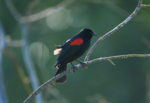 Red-winged Blackbird