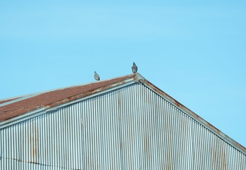 Rock Pigeon