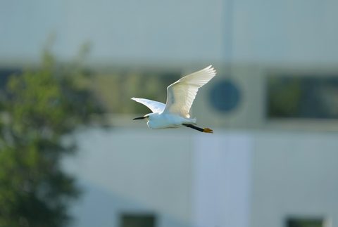 Snowy Egret