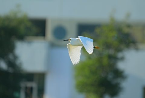 Snowy Egret
