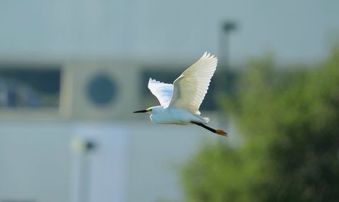 Snowy Egret