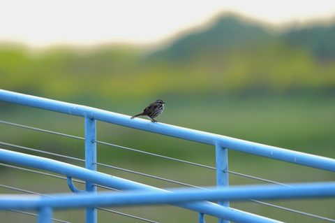 Song Sparrow