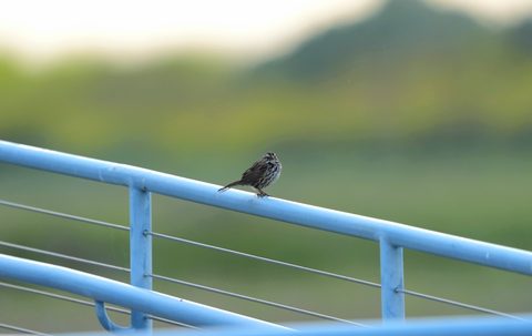 Song Sparrow