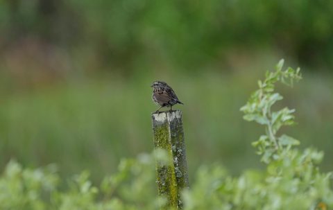 Song Sparrow