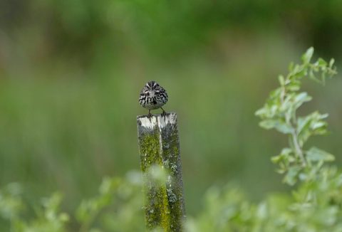 Song Sparrow