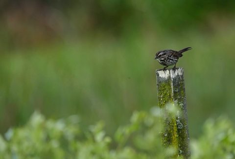Song Sparrow
