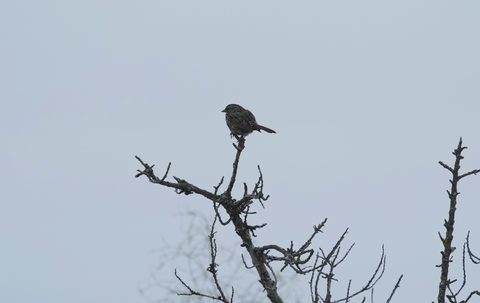 Song Sparrow