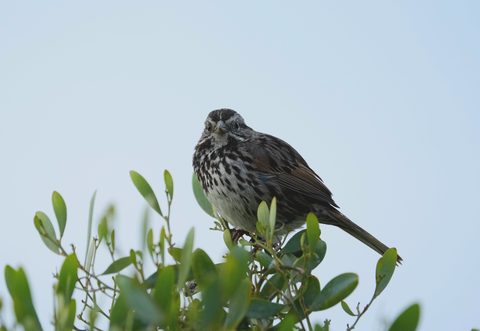 Song Sparrow