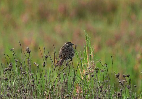 Song Sparrow