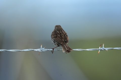 Song Sparrow