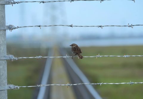 Song Sparrow