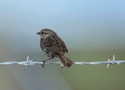 Song Sparrow