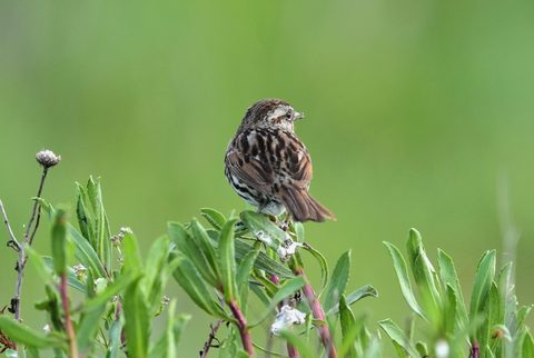 Song Sparrow