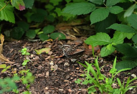 Song Sparrow