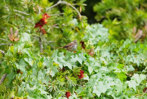 Song Sparrow