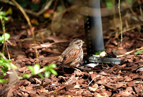 Song Sparrow