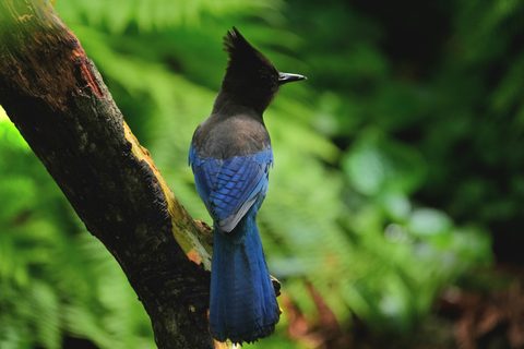 Steller's Jay