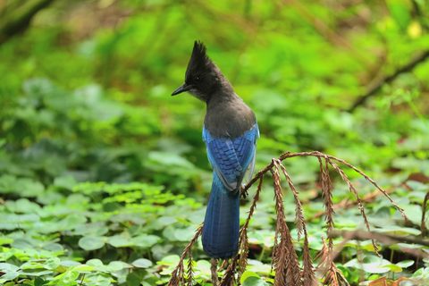 Steller's Jay