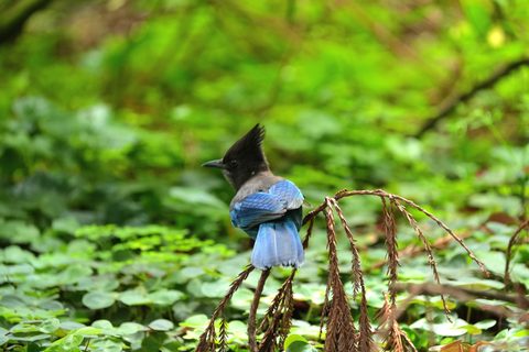 Steller's Jay