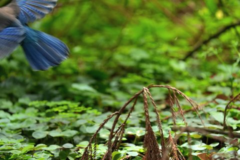 Steller's Jay