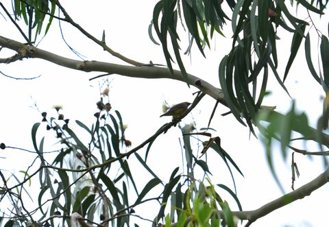 Townsend's Warbler