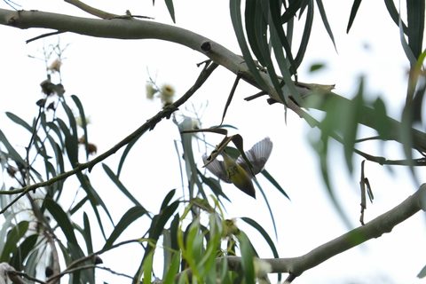 Townsend's Warbler
